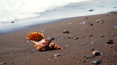 Kumsalda büyük bir deniz kabuğu.
