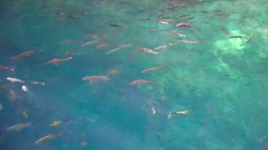 Hinatuan 'daki Büyülü Nehir, Surigao Del Sur, Filipinler.