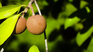 Sapodilla meyvesi ağaçta.