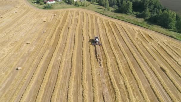 Combine harvester on wheat field — Stock Video