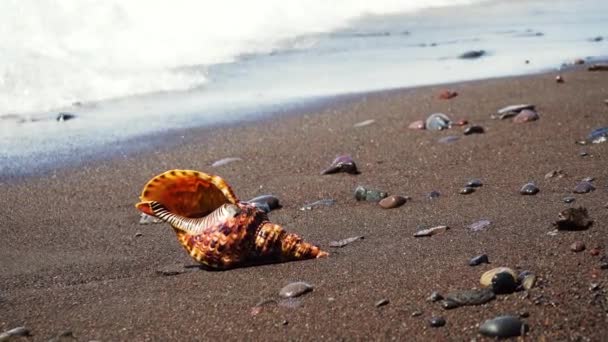 Grande concha na praia de areia. — Vídeo de Stock