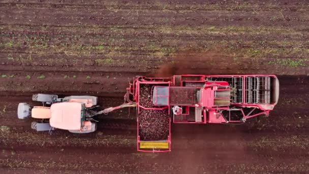 Bovenaanzicht op het oogsten van suikerbieten — Stockvideo