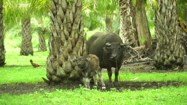 Buffalo dans une palmeraie. Bohol, Philippines. — Video