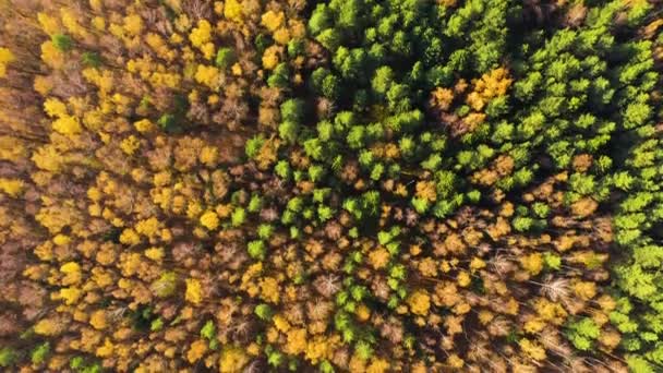 Cime di alberi con fogliame giallo. Paesaggio autunnale, vista dall'alto. — Video Stock