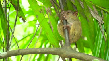 Yağmurlu ormanda daha Tarsier. Bohol, Filipinler.