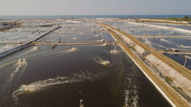 Endonezya 'da karides yetiştiriciliği