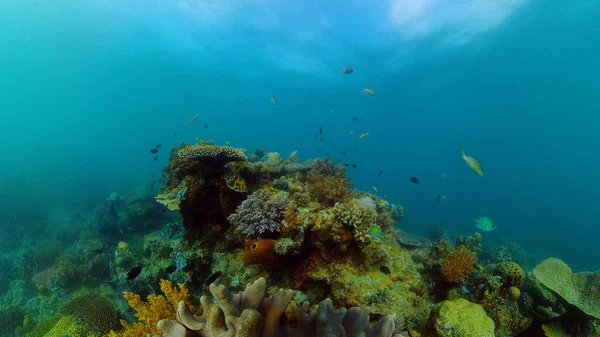 산호초와 열대어입니다. 필리핀. — 스톡 사진