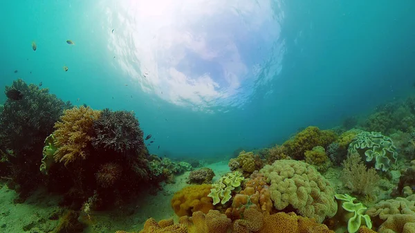 Le monde sous-marin d'un récif corallien. Philippines. — Photo