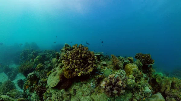 Il mondo sottomarino di una barriera corallina. Filippine. — Foto Stock