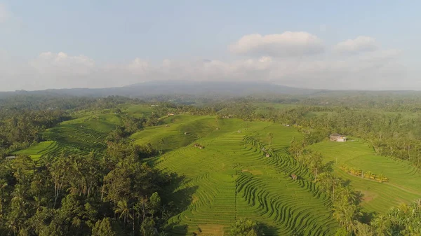 Ορυζώνες με γεωργική γη στην Ινδονησία — Φωτογραφία Αρχείου