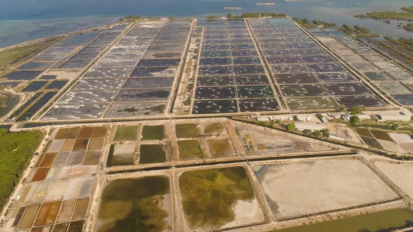 Shrimp farming in indonesia — Stock Photo, Image