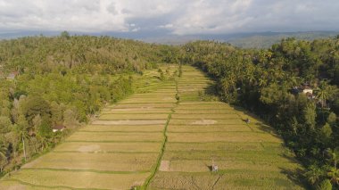 Endonezya 'da tarım arazisi olan tropikal araziler