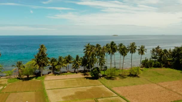 Тропічний пейзаж, рисові поля і море Камігуїн (Філіппіни). — стокове відео
