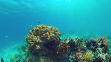 Mercan kayalıkları ve tropikal balıklar. Panglao, Filipinler.