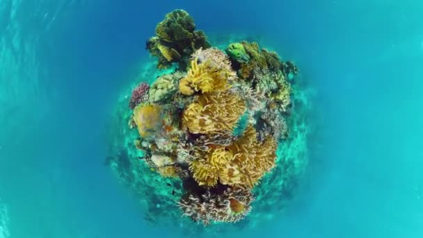 Le monde sous-marin d'un récif corallien. Panglao, Philippines. — Video