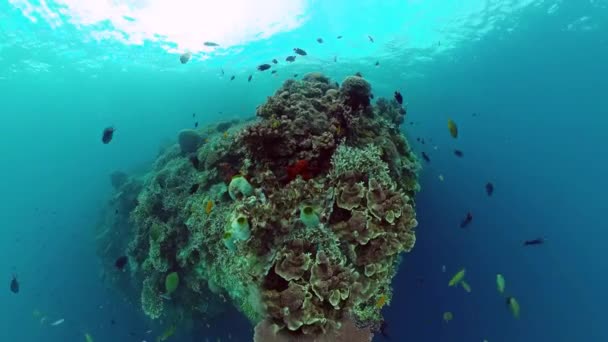 Dunia bawah laut dari terumbu karang. Panglao, Filipina. — Stok Video
