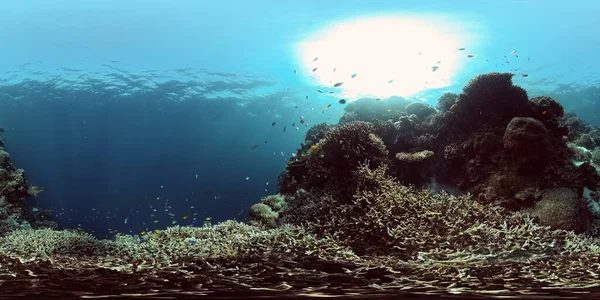 Coral reef and tropical fish underwater. Philippines. 360-Degree view. — Stock Photo, Image