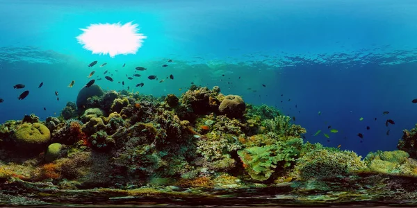 Korallzátony és trópusi halak a víz alatt. Fülöp-szigetek. Virtuális valóság 360 — Stock Fotó