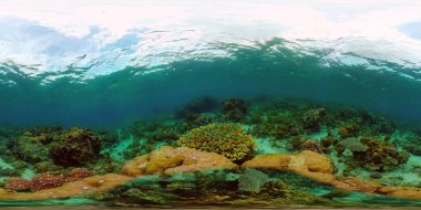Mercan resiflerinin sualtı dünyası. Filipinler. Sanal Gerçeklik 360