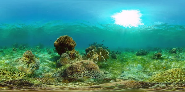 Κοραλλιογενή ύφαλο και τροπικά ψάρια. Φιλιππίνες. Εικονική πραγματικότητα 360 — Φωτογραφία Αρχείου