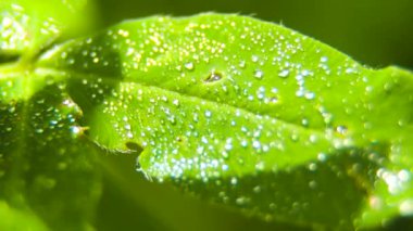 Çimlere çiy damlaları düşer.