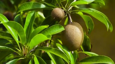 Sapodilla meyvesi ağaçta.