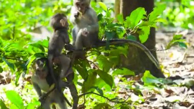 Ormandaki maymunlar. Bali, Endonezya.