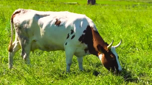 Vaches broutant dans les pâturages. — Video