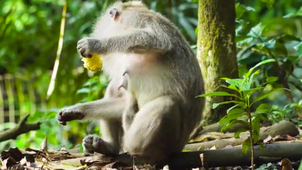 Monos en el bosque. Bali, indonesia. — Vídeos de Stock