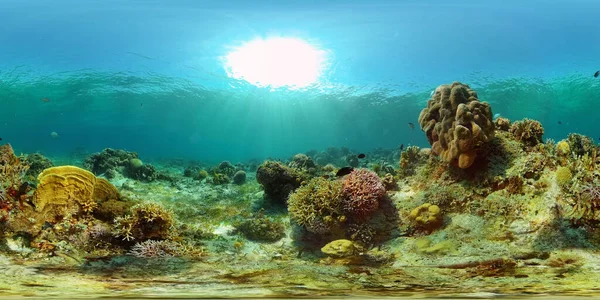 Arrecife de coral y peces tropicales bajo el agua. Filipinas. Vista de 360 grados. — Foto de Stock