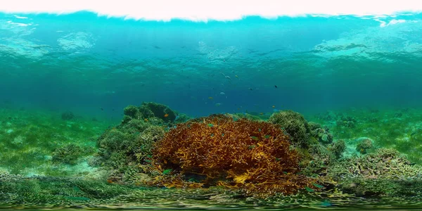 Arrecife de coral y peces tropicales. Filipinas. Vista de 360 grados. — Foto de Stock