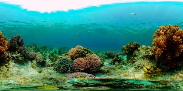 Mercan resifi ve tropikal balıklar su altında. Filipinler. 360 Derece Görünüm.