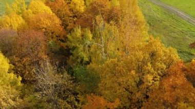 Sonbahar ormanı ve kırsal kesimde tarlalar. Sonbaharda sarı yapraklı ağaçlar. Sonbahar manzarası, yukarıdan manzara.