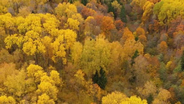 Flug über den Herbstwald. Baumkronen mit gelbem Laub. Laubwald im Herbst. Herbstsaison. — Stockvideo