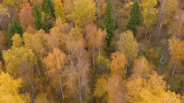 Couronne jaune d'arbres dans une belle forêt en automne. Été indien. Forêt caduque, vue sur le dessus. — Video