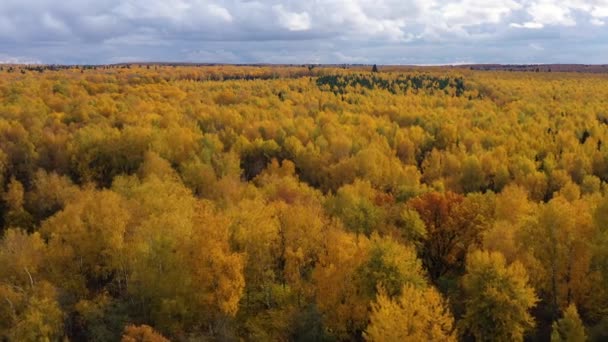 Widok z lotu ptaka na las pod chmurami jesienią. Korony drzew z żółtymi liśćmi. Jesienią las liściasty. Sezon jesienny. — Wideo stockowe