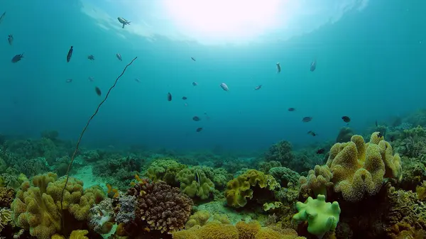 Arrecife de coral y peces tropicales bajo el agua. Filipinas. — Foto de Stock