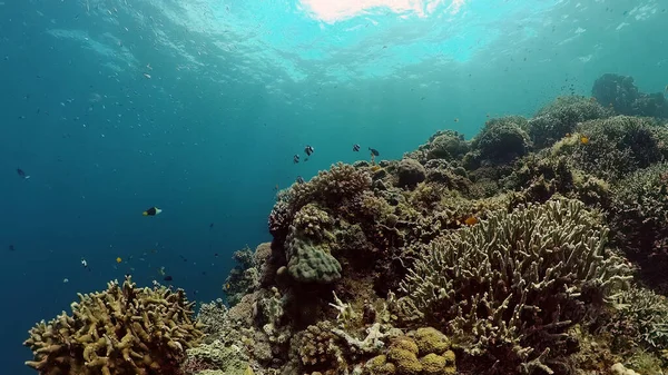 Arrecife de coral y peces tropicales bajo el agua. Filipinas. — Foto de Stock