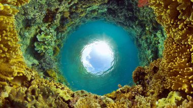 Mercan kayalıkları ve tropikal balıklar. Filipinler.