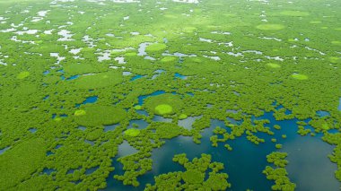Filipinler, Mindanao adasında mangrovlu bir göl..
