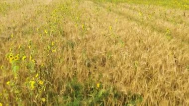 Arpa, buğday ve ayçiçekli tarla. Kırsal alan.
