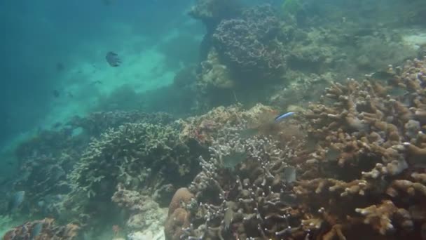 Barriera corallina e pesce tropicale. Camiguin, Filippine — Video Stock