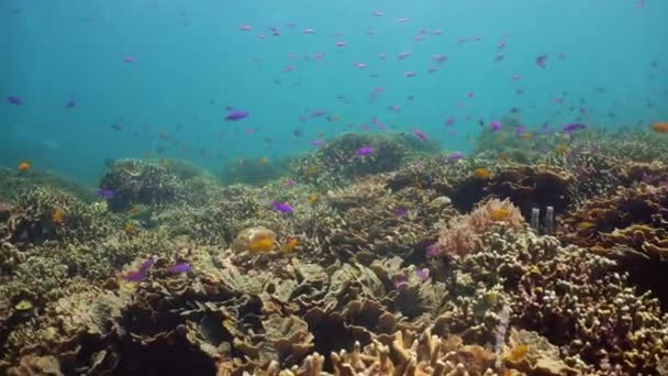 Arrecife de coral y peces tropicales. Camiguin, Filipinas — Vídeos de Stock