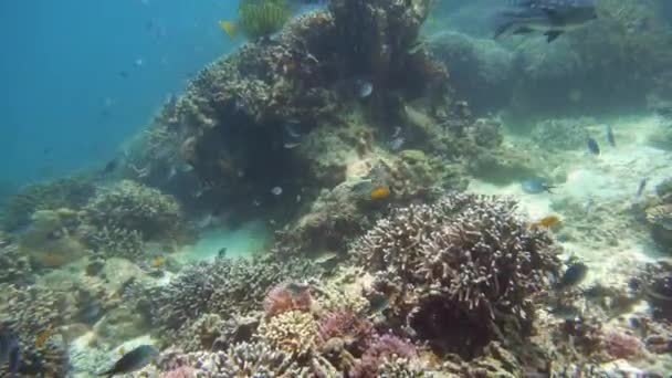 Mercan kayalıkları ve tropikal balıklar. Camiguin, Filipinler — Stok video