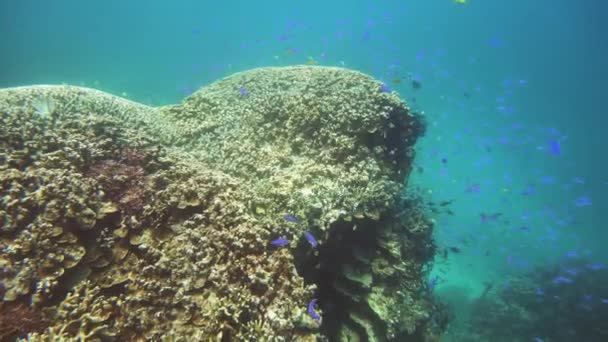 El mundo submarino de un arrecife de coral. — Vídeos de Stock