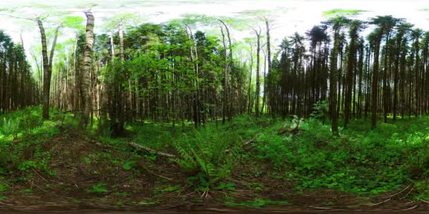 Forest on a Sunny summer day. 360-Degree view. — Stock Video