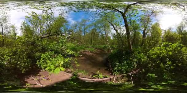 Foresta in una giornata estiva soleggiata. Vista a 360 gradi. — Video Stock