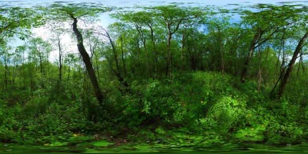 Bos op een zonnige zomerdag. 360 graden uitzicht. — Stockvideo