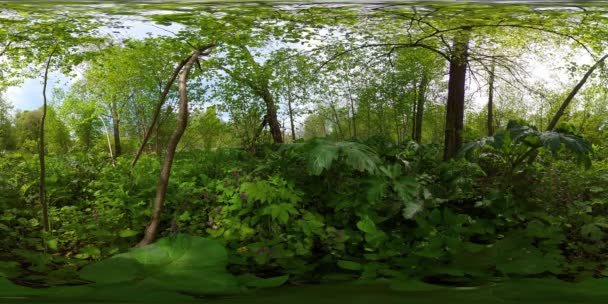 Лес в солнечный летний день. 360-градусный обзор. — стоковое видео