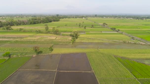 인도네시아의 논과 농토 — 비디오